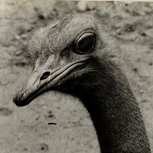 c1970s Ostrich Head Neck Black White Photograph Steven Willhite Glen Ellyn IL